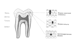 Строение эмали зубов